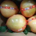 Chinese Exporting Standard Fresh Honey Pomelo